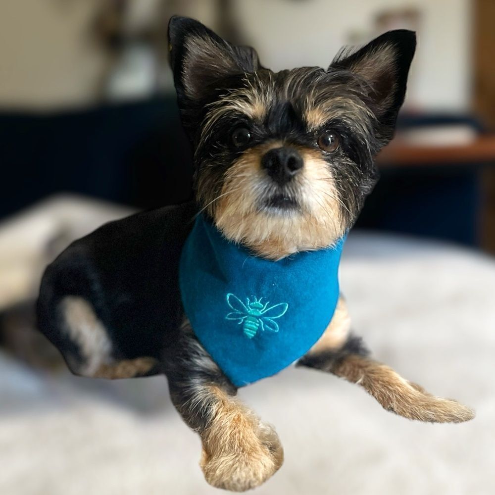 Juicy Couture X Louadore Terry Cloth Bee Dog Bandana Teal